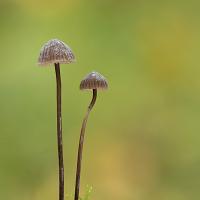 Unknown Fungi 4 